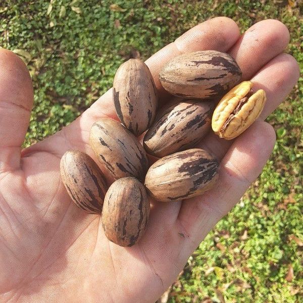 Large paper shell pecans for Sale in Greenville, SC OfferUp
