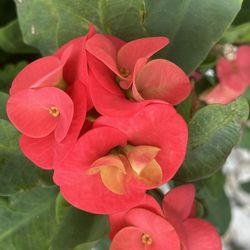 Hermosa Corona De Cristo Flor Grande