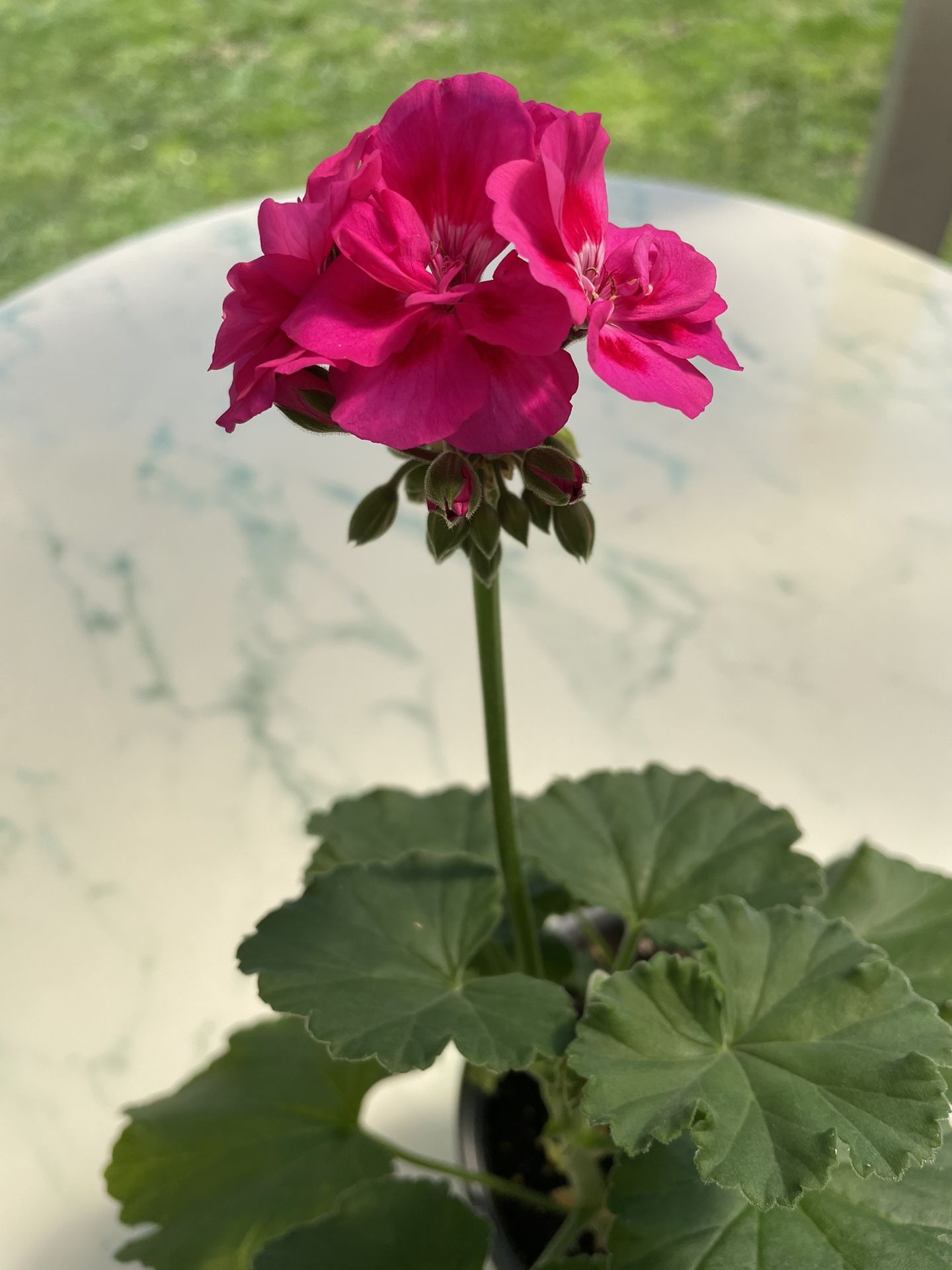 Geranium / ‘Pelargonium’ (Outdoor & Indoor Live Plant)