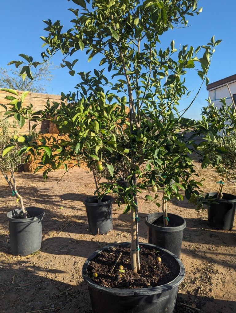 $275 Each Mexican Lime Or Ponderosa Lemon Pickup Or Delivery