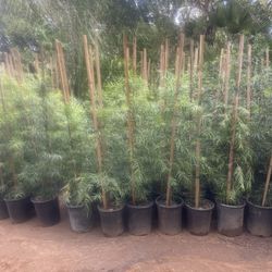 5 Gallon Size- Podocarpus- Hibiscus- Lavender- Boxwood- Bougainvillea- Ficus- Foxtail Fern- Sage- Salvia- Morning Glory 