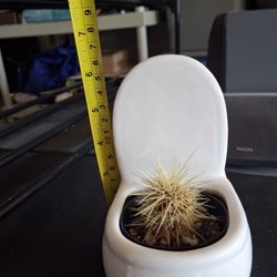 Bathroom Decor Porcelain Toilet Cactus Plant 