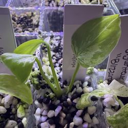 SUPER RARE* Monstera Vietcosa baby (tc grown)