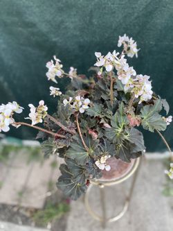 Begonia Blooming Hose Plant, In 1 Gallon Pot Pick Up Only
