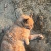 ‎ ‎taz
