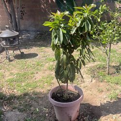 Avocado tree