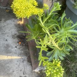 Plant With Few Blooming Succulent