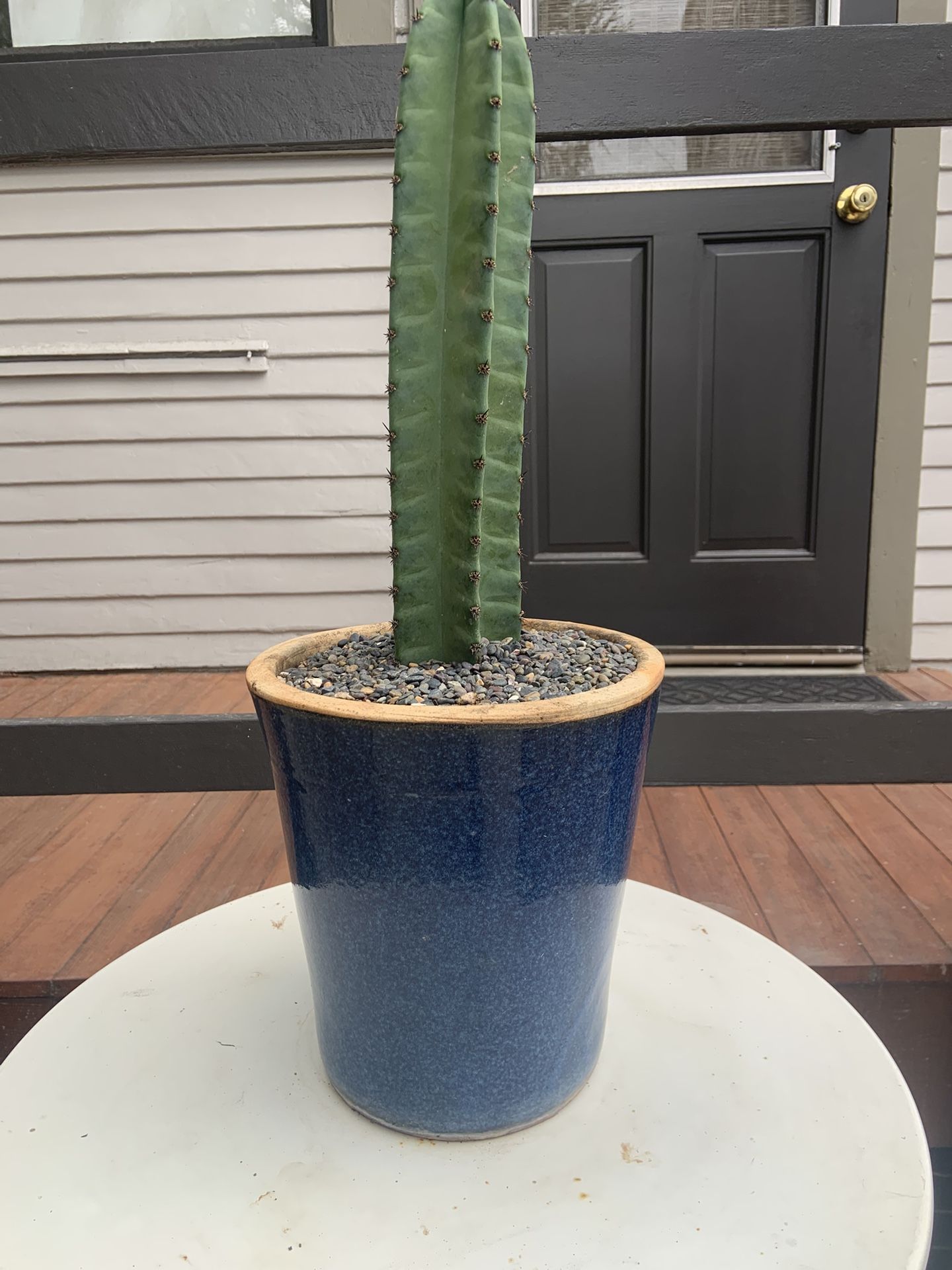 Cactus in Beautiful Ceramic Pot