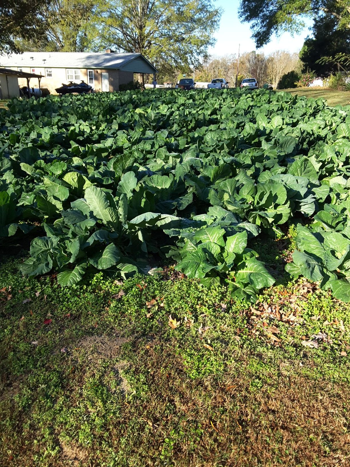 COLLARDS