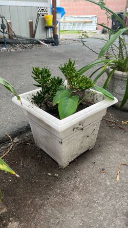 Plants