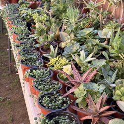 Cactus And Succulents 4”inch Pot