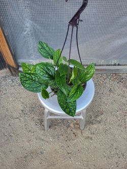 Monstera peru Plant 8" Nursery Pot