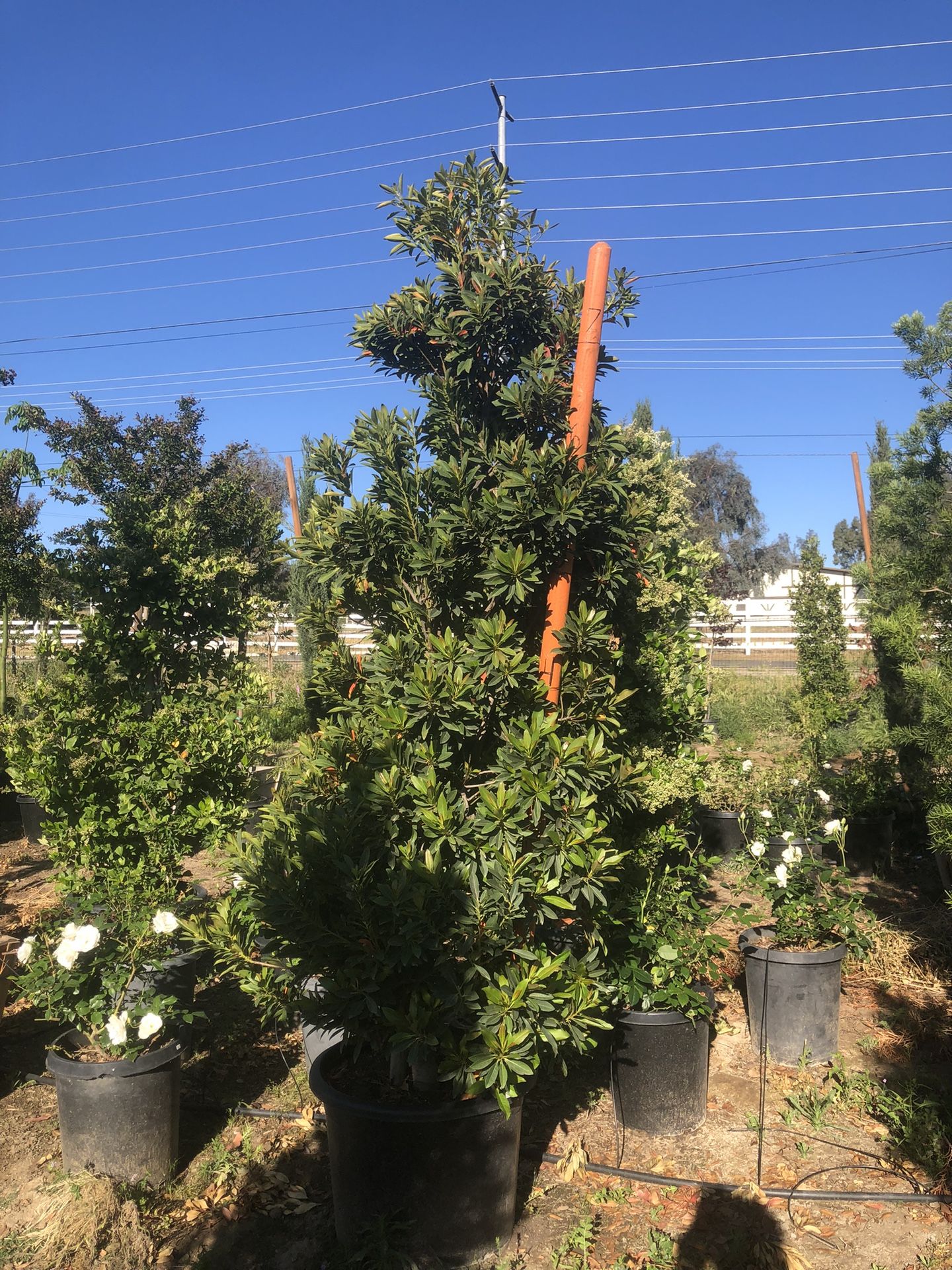 Blueberry Bush 24gl