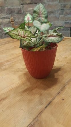 Decorative artificial plant