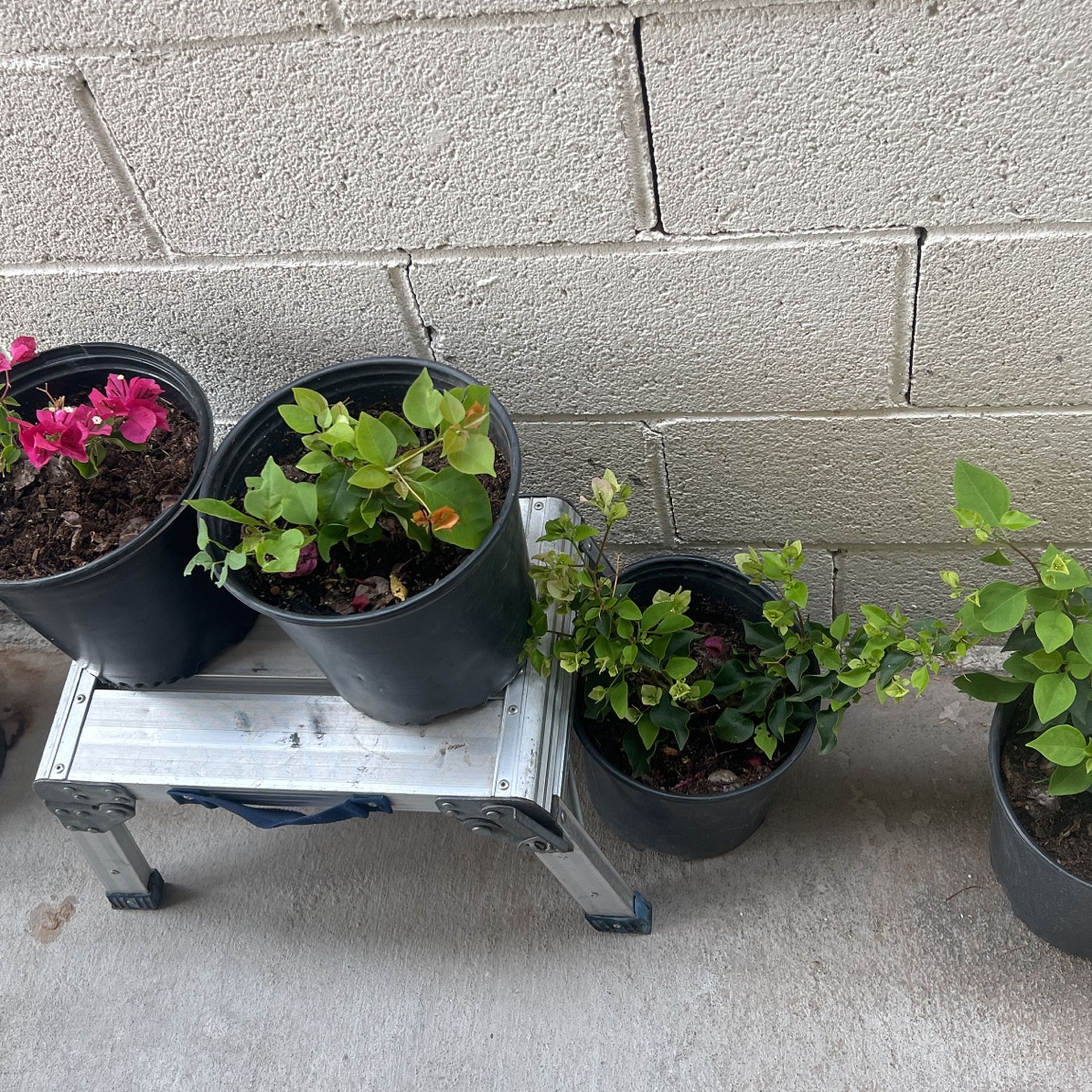 Bougainvillea Plants