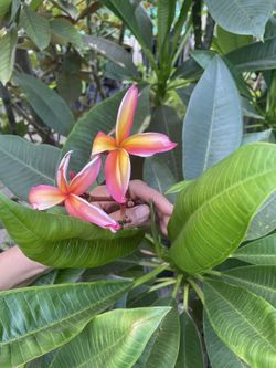 Plumerias