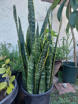 Big Snake plant