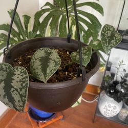 Scindapsus House Plant 