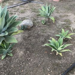 Aloe Attenuata $15