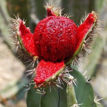 Órgano de Pitaya original de Jalisco/Michoacán