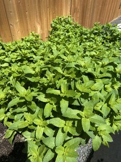 Huge Bunch Of Fresh Mint