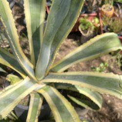 Agave Big Pot Plant For Garden