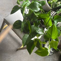 Pothos Plant