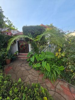 Palm Trees for existing or new garden design