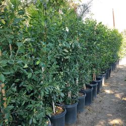 Ficus  5 Gallons $18 Each They Are 4 To 6 Ft Tall , We Offer Delivery As Well 