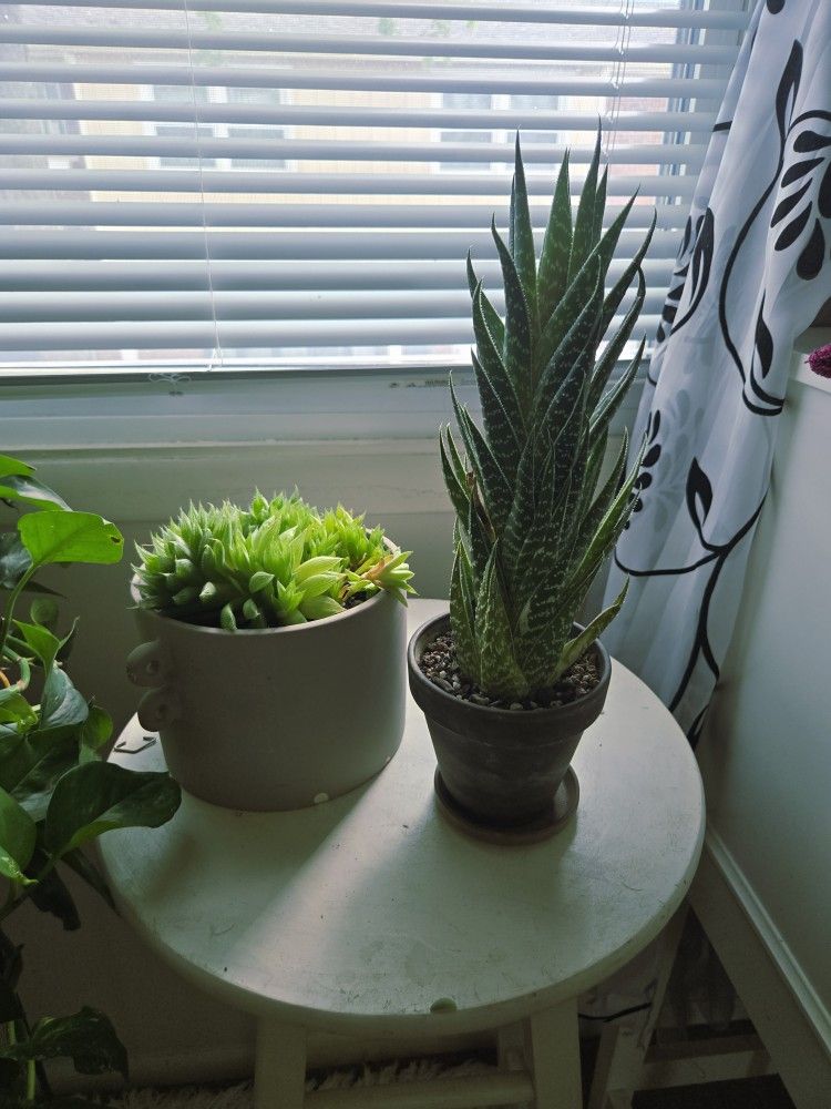 Succulents 