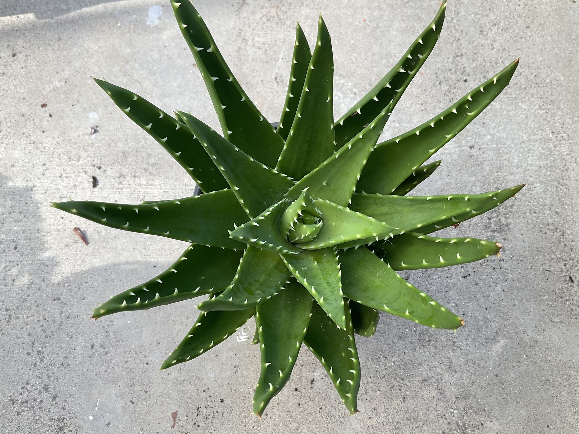 Plants Succulents Cactus