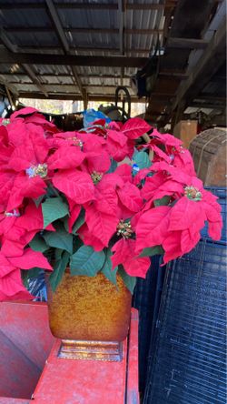 Flowers in metal pot