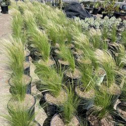 Mexican Feather Grass