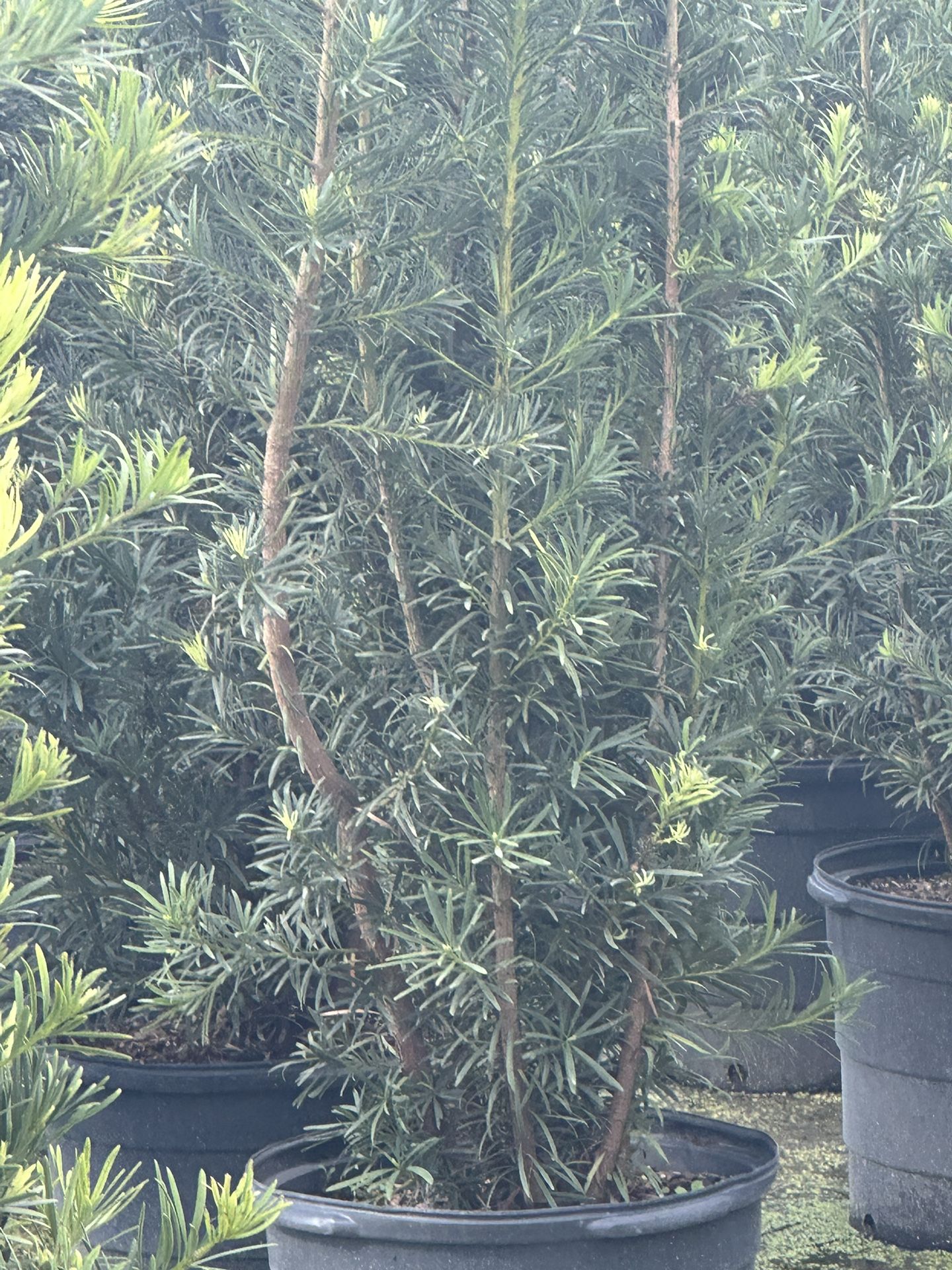 Plants
