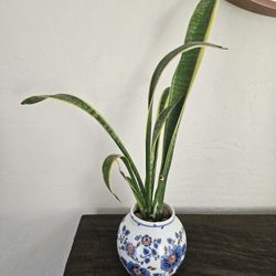  Snake Plant