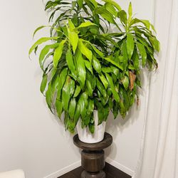 Real Gorgeous Plant Comes With a Stand 