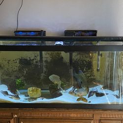 75 Gallon Fish Tank Set 