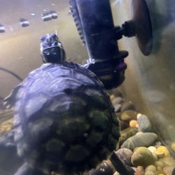 2 Yellow Belly Sliders W/ Tank ,filter, Turtle Dock, Basting Light, As Well As Some Tank Decorations