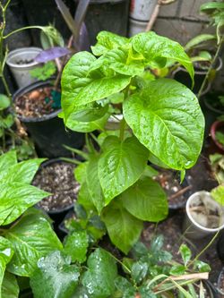 Planta cresta de gallo