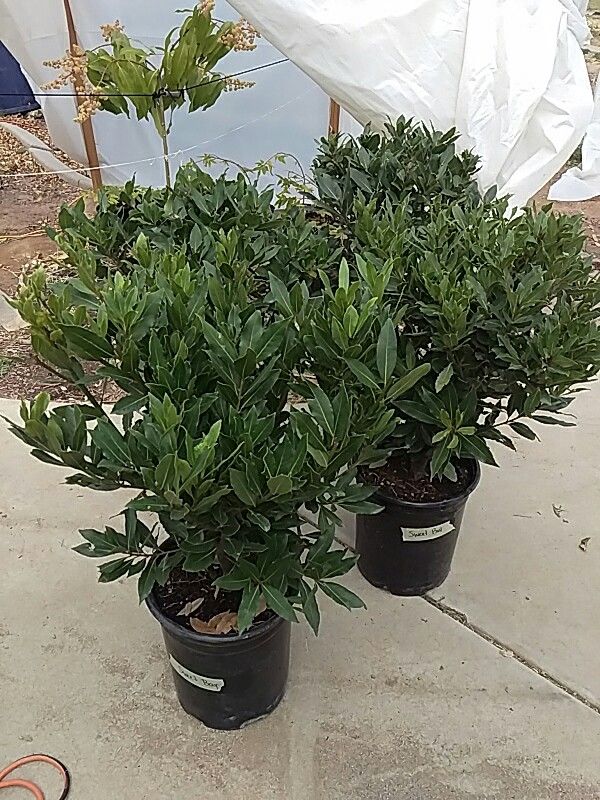 Sweet bay leaf tree for Sale in Mesa, AZ OfferUp