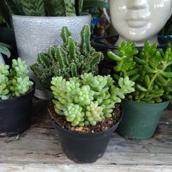Donkeys  Tail