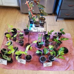 Pothos Vines, And Other House Plants