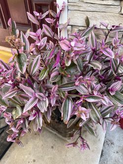 Tradescantia Nanouk plant CUTTINGS- 3 Stem for $5