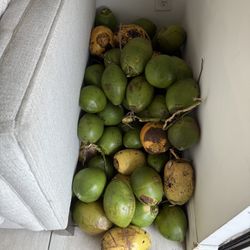Coconuts 