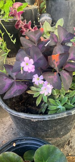 Purple shamrock and succulent