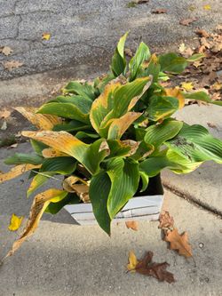 Free Hostas