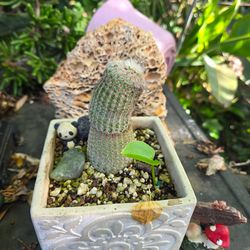 KOREAN RAINBOW CACTUS IN POT $25 SALE ON SUNDAY