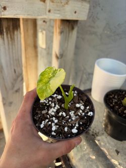 Alocasia aurora