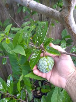 Sugar apple Tree Anon