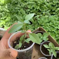 Fresh Thai Basil & Holy Basil Kitchen Herb Live Plants - 4 inch pot